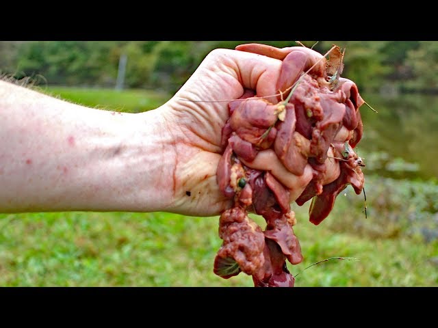 Fishing for catfish with Chicken Liver - How to catch catfish with liver -  Catfishing bait 