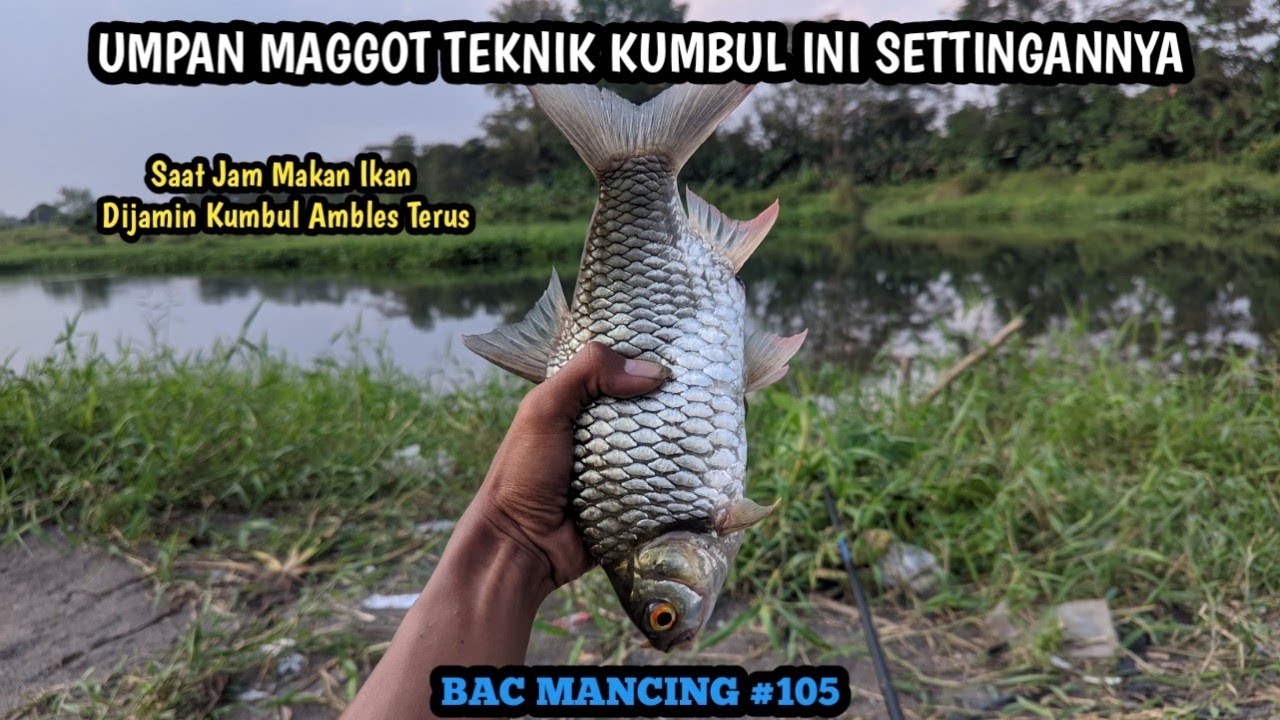 RANGKAIAN TEKNIK KUMBUL UMPAN MAGGOT & CACING DARAH AGAR MUDAH STRIKE