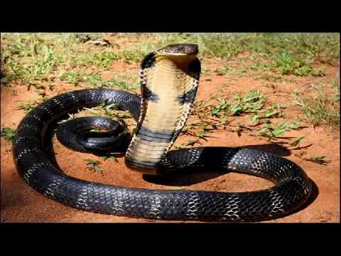 Weird Snake Goes Crazy Almost Kills Itself