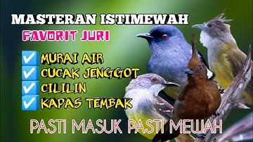 2 jam masteran istimewah kombinasi murai air,cucak jenggot,ciliin dan kapas tembak
