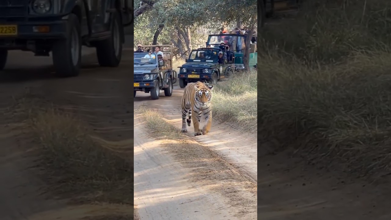Betla National Park 🐅😱 | jungle safari | 
