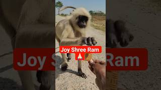 joy Shree Ram 🙏🏻🙏🏻 #monkey #hanuman #shortsfeed #ram #bjp #bjpindia #viral