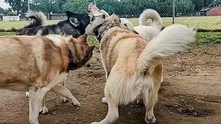 Husky Locked Onto Dogs Neck Ends With Scream At Dog Park