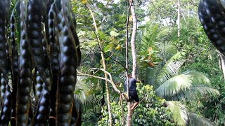 petai mateng dipohonnya petik untuk ditumis dgn kangkung darat bunga burus