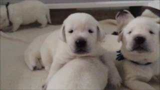 Puppies Learning to Walk and Talk