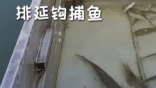 【漁民日常】排延鉤捕魚，剛收線就 「爆箱」，這效率絕了