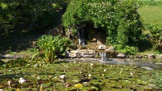 El Sonido De Un Río En Un Parque Zen Para La Meditación Sonido De Pajaros Cantores