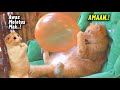 TAHAN TAWA.!😂 9 Menit Video Kucing Lucu Banget Bikin Ngakak Terbaru 2023 ~ Kucing Tiktok Lucu