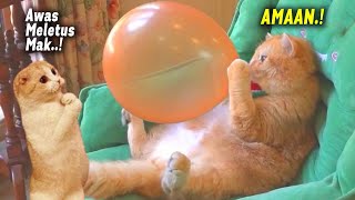 TAHAN TAWA.! 9 Menit Video Kucing Lucu Banget Bikin Ngakak Terbaru 2023 ~ Kucing Tiktok Lucu