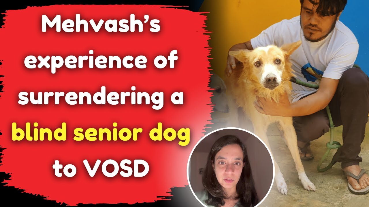 Mehvash’s experience of surrendering a blind senior dog to VOSD - YouTube