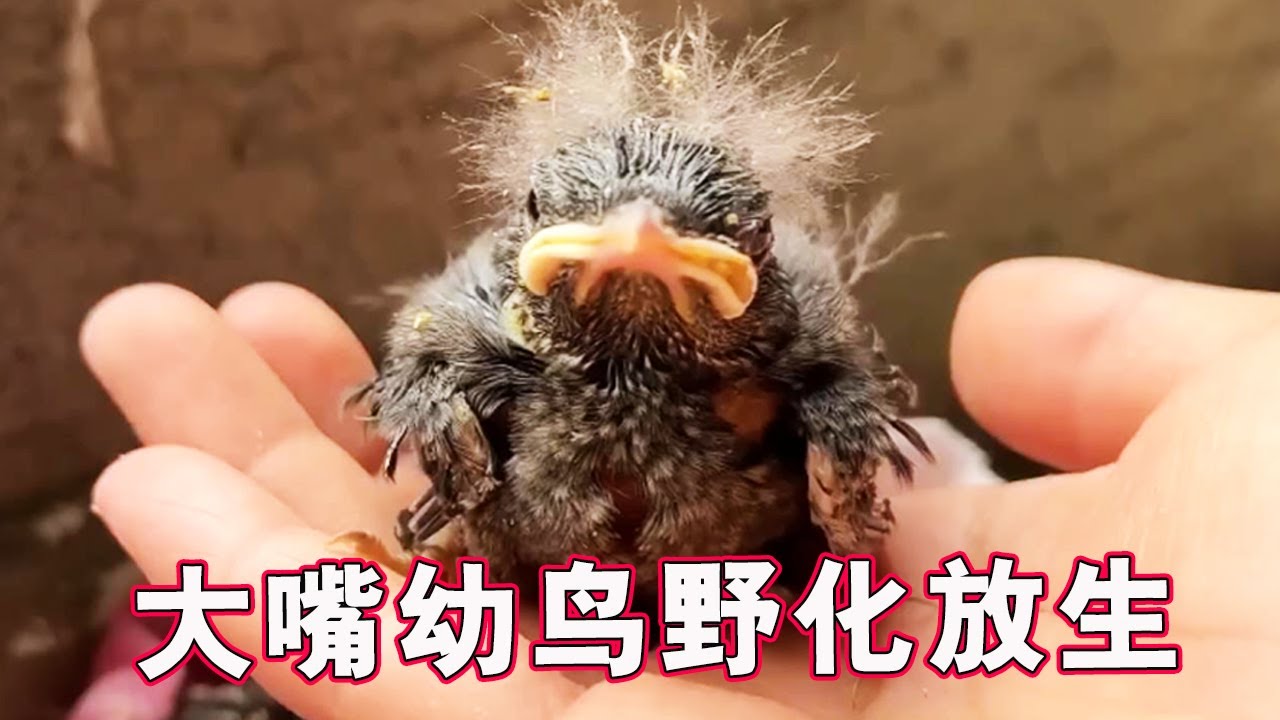 Молодые птицы, спасенные под экскаватором, выглядят так мило