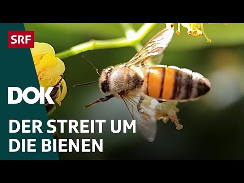 Video: Sind Honigbienen farbig?