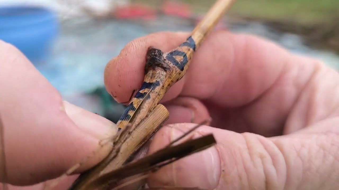 Új fajta oltás+a leg későbbi fajta Csemegeszölö 🍇