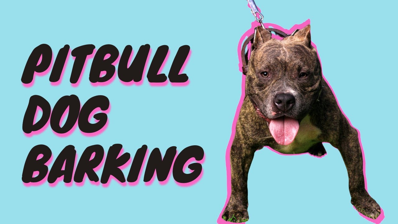 Pitbull Dog Barking and Growling [Angry Dog Bark Sound Effects]