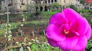 La Camelia y Los Pazos de Pontevedra