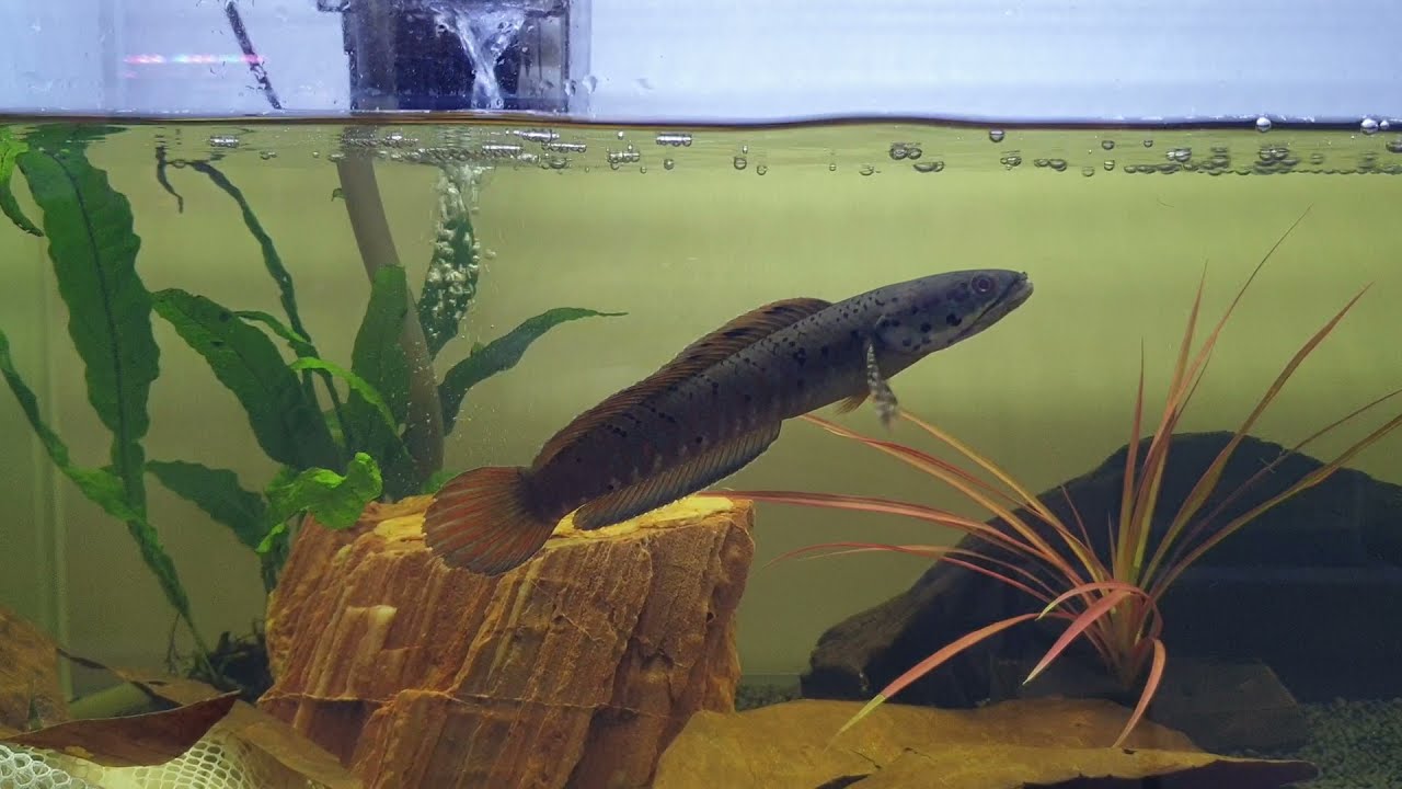 Channa Ornatipinnis on pellet feeding - YouTube