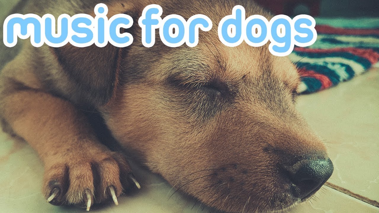 8 hour dog music