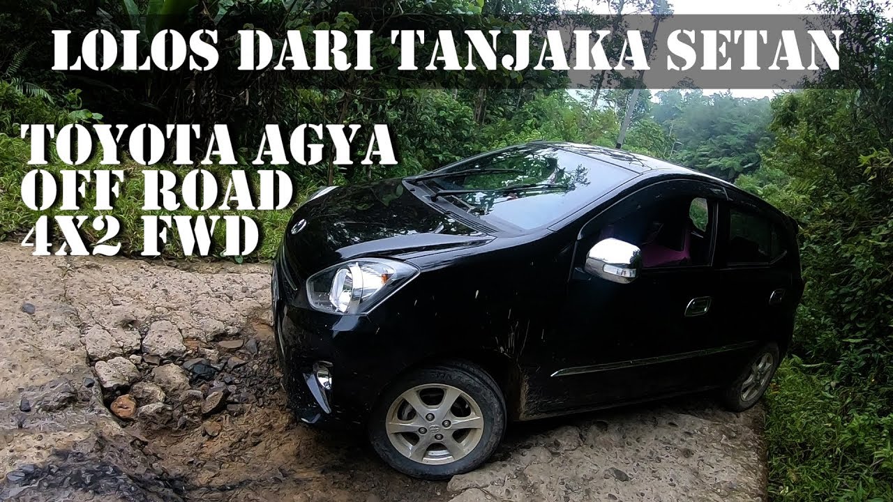 Dunyodagi eng chiroyli mushuk