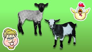 1000 Stickers - Goats and Sheep! EWMJ #529
