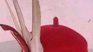 Obi Forigen A P G A music