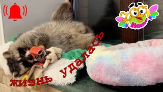 Natural Excellence: Secrets of the Beauty of Our Raccoon. Знакомьтесь-самый красивый енот в мире. by Animals and Friends 399 views 8 hours ago 3 minutes, 44 seconds