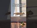 What Did We Notice About This Squirrel? 🌲 WildScribe Discovery #shorts