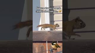 What Did We Notice About This Squirrel? 🌲 WildScribe Discovery #shorts