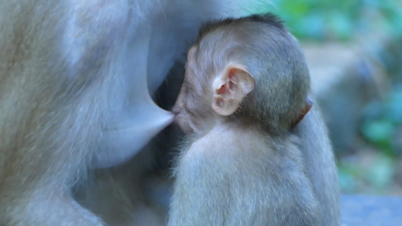 Breaking News! Rose is happy to allow BB Rainbow drink milk until full, BB Rainbow's healthy cuz mom