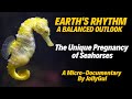 The unique pregnancy of seahorses  a microdocumentary