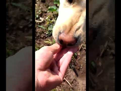 the dog eats a berry