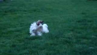 shih tzu pup playing with coton puppy by Zoey The Happy Face 7,708 views 17 years ago 13 seconds