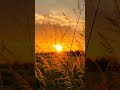 Ánh chiều trôi qua miền cỏ cháy vàng,Như thể cả bầu trời đang học cách dịu dàng. ☀️