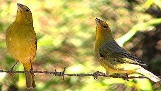 Provoque o Canto do Canário da Terra com Esse Vídeo