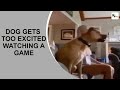 WATCH: Dog gets too excited while watching a game, viral video has a hilarious ending