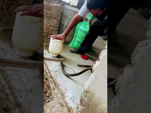 Snake 🐍 Rescue #shorts #reels