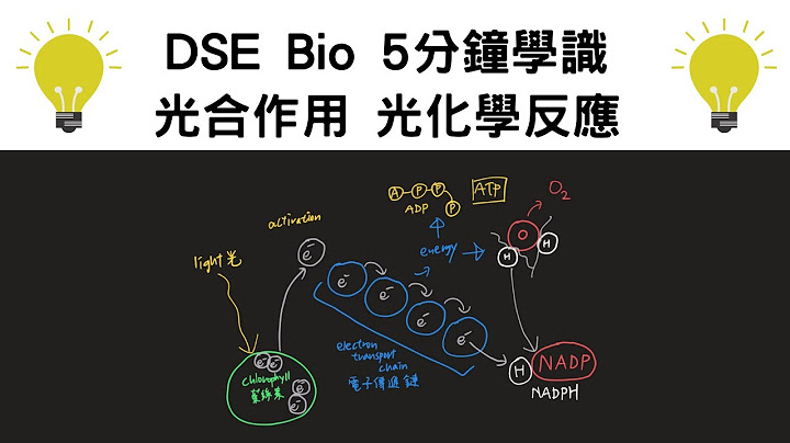 ［三屆Bio 5**］5分鐘學識光合作用 光化學反應 （photochemical reaction)  - DSE Bio必學 - 天天要聞