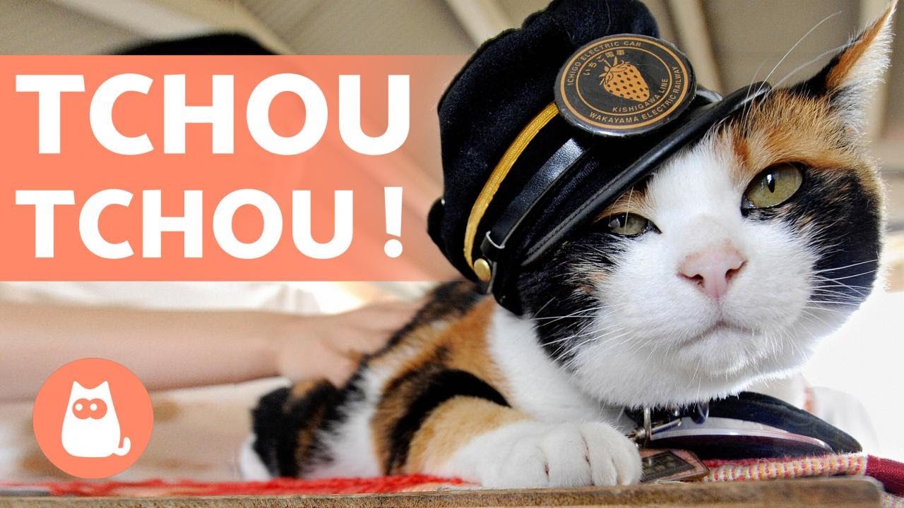 Le Chat Qui Etait Maire En Alaska Stubbs Youtube