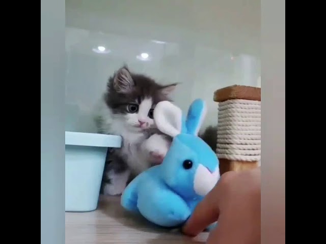 Try Not To Laugh - Funny Cat Compilation 2019 Try Not To Laugh - Funny Cat Compilation 2019