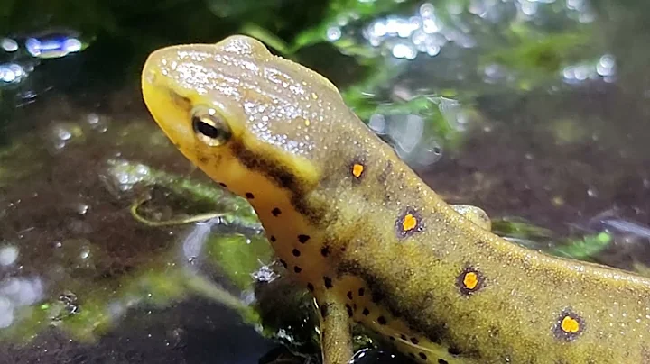 Newt and Salamander Food!  Food for Aquatic Newts and Salamanders