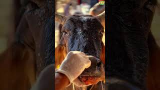 Cow Nose Wound Treatment | Infection Care by Doctor at Gaushala Rajasthan
