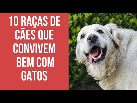 Vídeo: 8 Gatos Para Pessoas Com Cães