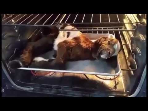dog saves goats dog saves goats