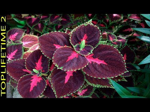 Video: Flores de interior en el apartamento: comparación de variedades y fotos