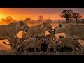 The Real Life of Lions in the African Wild | Nature Documentary