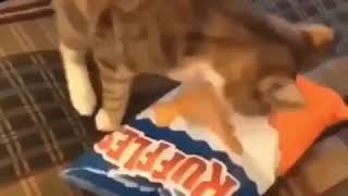 Cat wants some chips