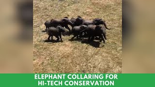 Elephant Collaring for Hi-Tech Conservation