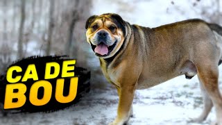 Ca de Bou  Nonaggressive fighting breed | Characteristics