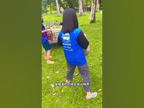 [問卦] 有沒有接榴蓮被砸到的影片？