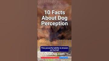 Thumbnail of 10 Interesting Facts About Dog Perception #shorts #dogs #dogshorts (OctaDog.com)