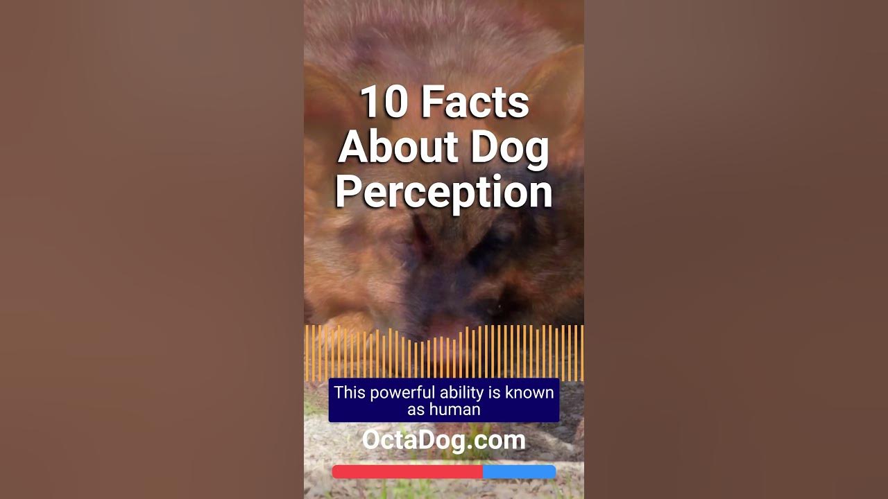 10 Interesting Facts About Dog Perception #shorts #dogs #dogshorts (OctaDog.com)